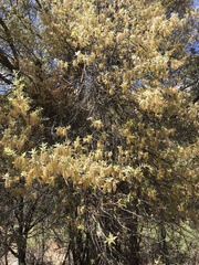 Quercus emoryi