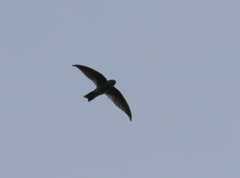 Aerodramus terraereginae
