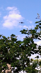 Xylocopa virginica virginica
