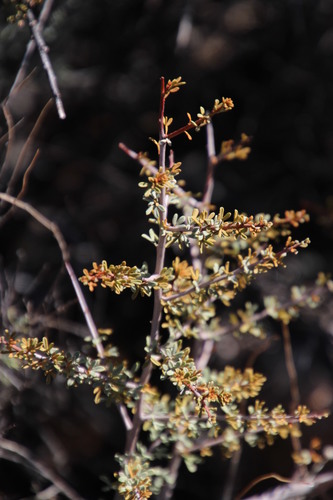 Image of Searsia horrida by (c) Tony Rebelo, some rights reserved (CC BY-SA)