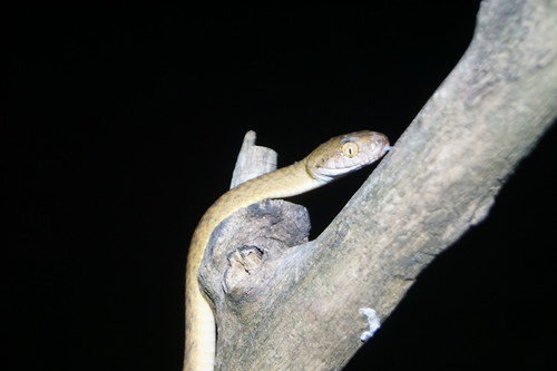 Brown Tree Snake sighting