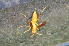 Polistes wattii
