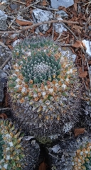 Mammillaria karwinskiana