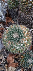 Mammillaria karwinskiana