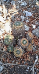 Mammillaria karwinskiana