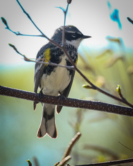 Setophaga coronata