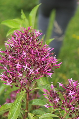 Fuchsia paniculata