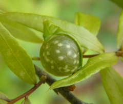 Dryocosmus quercuslaurifoliae