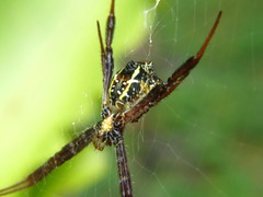 Argiope reinwardti