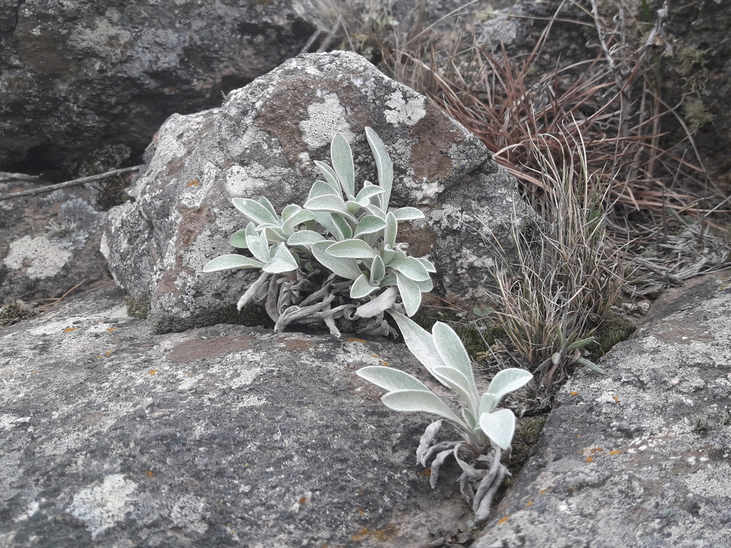 Gamochaeta stachidifolia