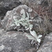 Gamochaeta stachydifolia - Photo (c) Griselda Carreras, algunos derechos reservados (CC BY-NC), subido por Griselda Carreras