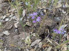 Leptosiphon androsaceus