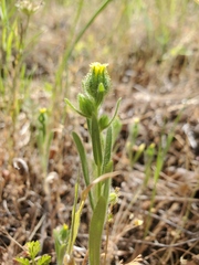Madia subspicata