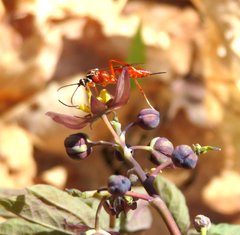 Ischnus inquisitorius