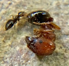 Pheidole crassicornis
