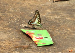 Graphium evemon eventus