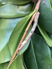 Scioglyptis lyciaria