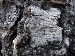 Lecanora caesiorubella glaucomodes