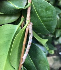 Scioglyptis lyciaria