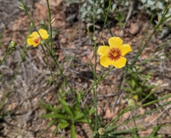Linum hudsonioides
