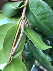 Scioglyptis lyciaria