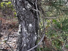 Lecanora caesiorubella glaucomodes