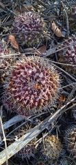 Mammillaria karwinskiana karwinskiana