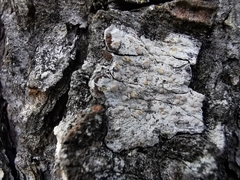 Lecanora caesiorubella glaucomodes
