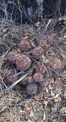 Mammillaria karwinskiana karwinskiana
