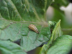 Lapposyrphus