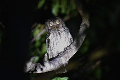 Megascops guatemalae