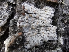 Lecanora caesiorubella glaucomodes
