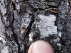 Lecanora caesiorubella glaucomodes