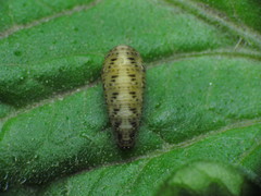 Lapposyrphus