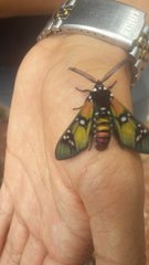 Chrysocale principalis