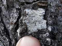 Lecanora caesiorubella glaucomodes