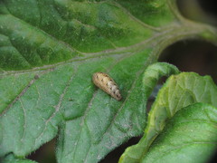 Lapposyrphus
