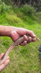 Gerrhonotus liocephalus