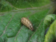 Lapposyrphus