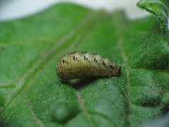 Lapposyrphus