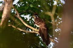 Dromococcyx phasianellus