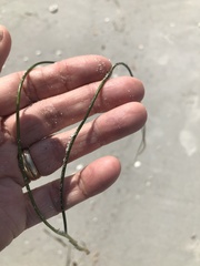 Syringodium filiforme