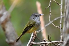 Oncostoma cinereigulare