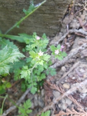 Collomia heterophylla