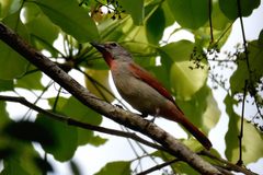 Piranga roseogularis