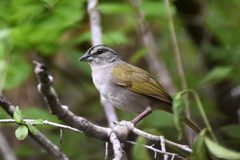 Arremonops chloronotus