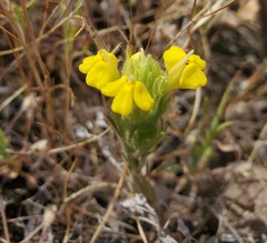 Castilleja lacera