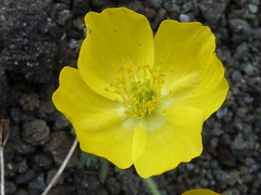 Papaver microcarpum