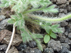 Papaver microcarpum