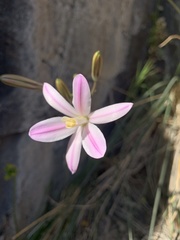 Brodiaea sierrae